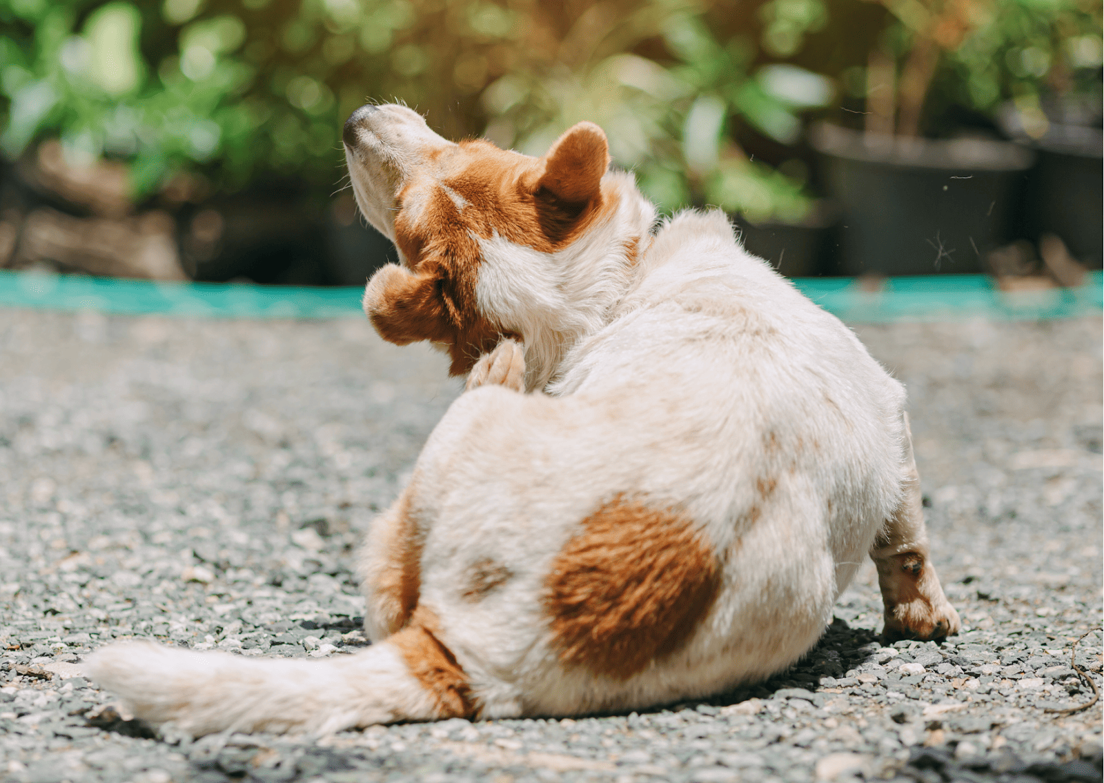 犬や猫のかゆみが止まらない原因とは？ 適切な対応と受診のタイミングを獣医師が解説