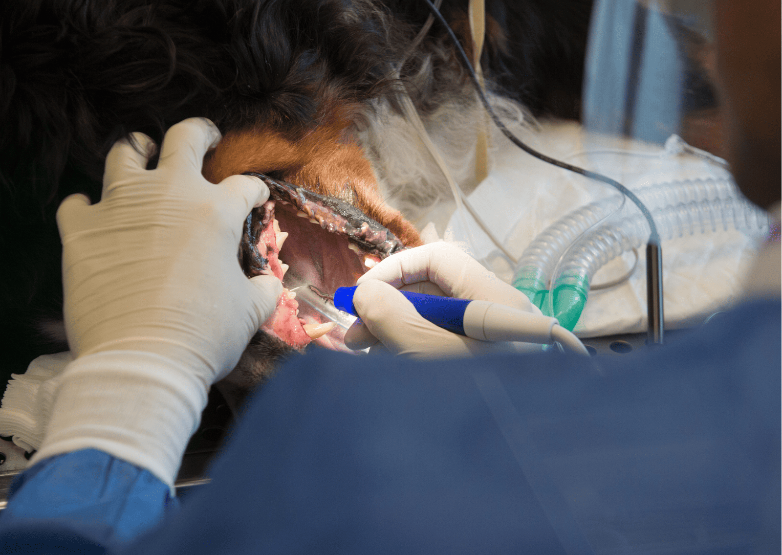 犬の歯石除去はどう進む？ 広尾テラス動物病院のスケーリングの流れ