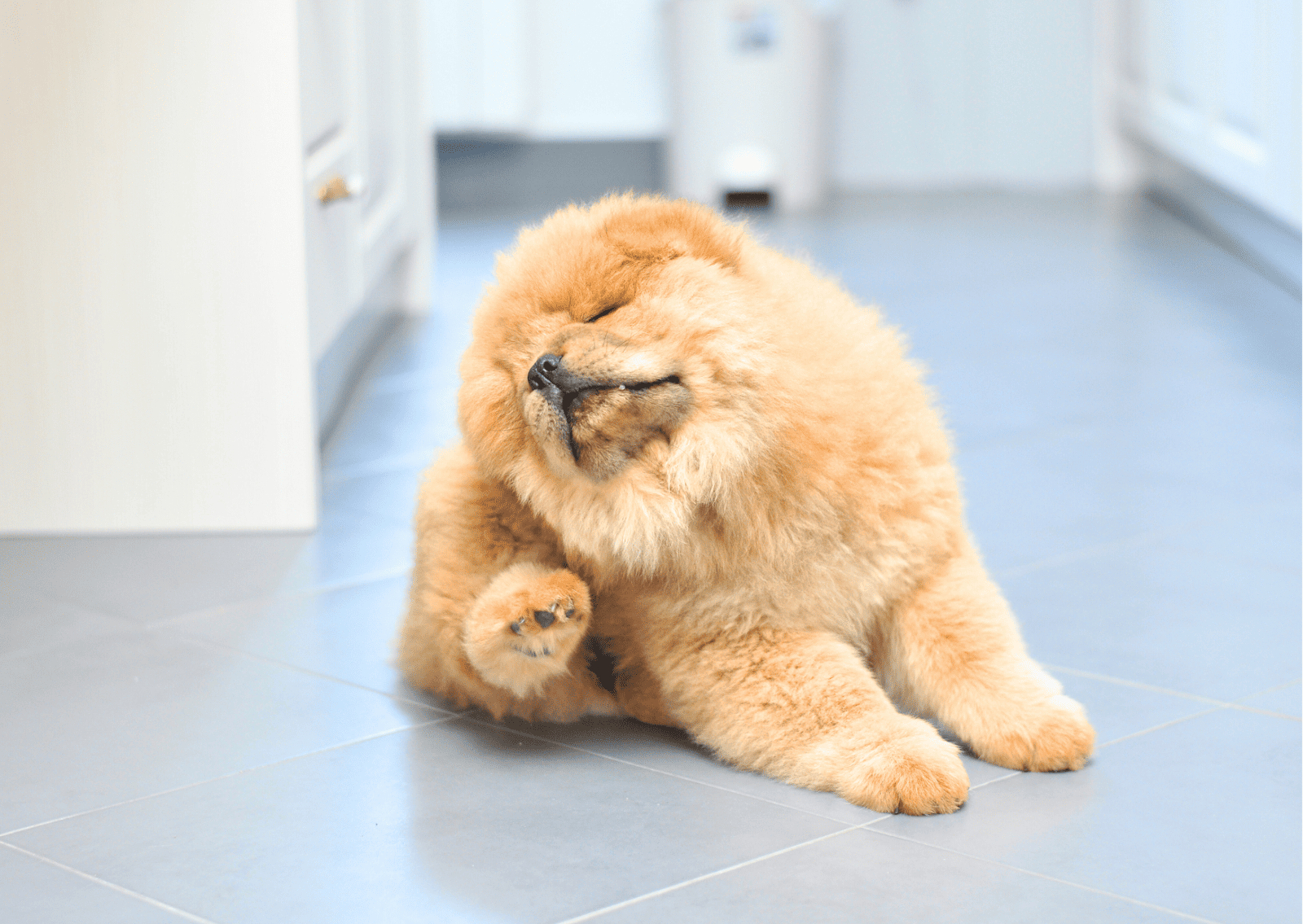 子犬・子猫の皮膚が弱いって知ってた？ かゆみ・赤み・抜け毛に要注意！