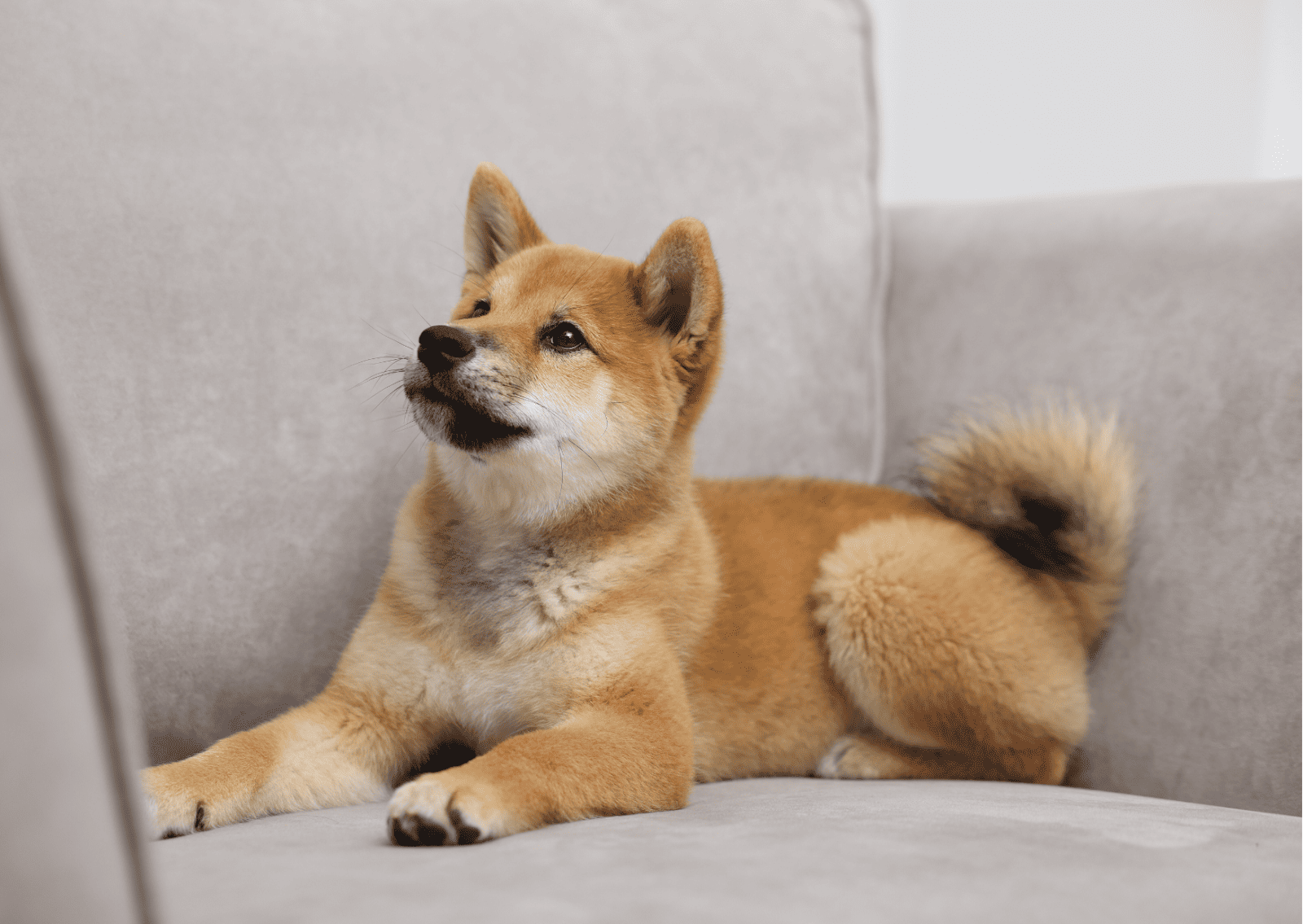 なぜ皮膚病は繰り返す？ 犬猫のかゆみが改善しない理由と受診の目安