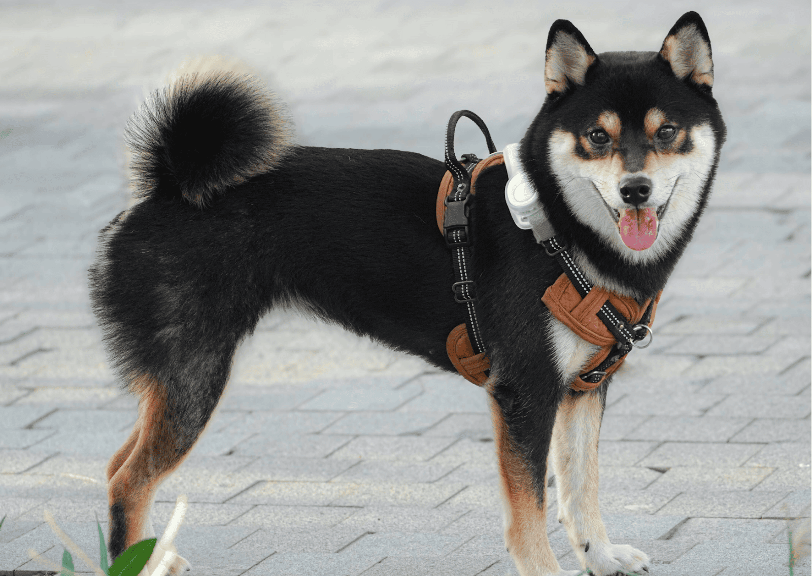 犬のアトピー性皮膚炎「薬が合わないかも？」と思ったら｜治療の選択肢が増えた今できること