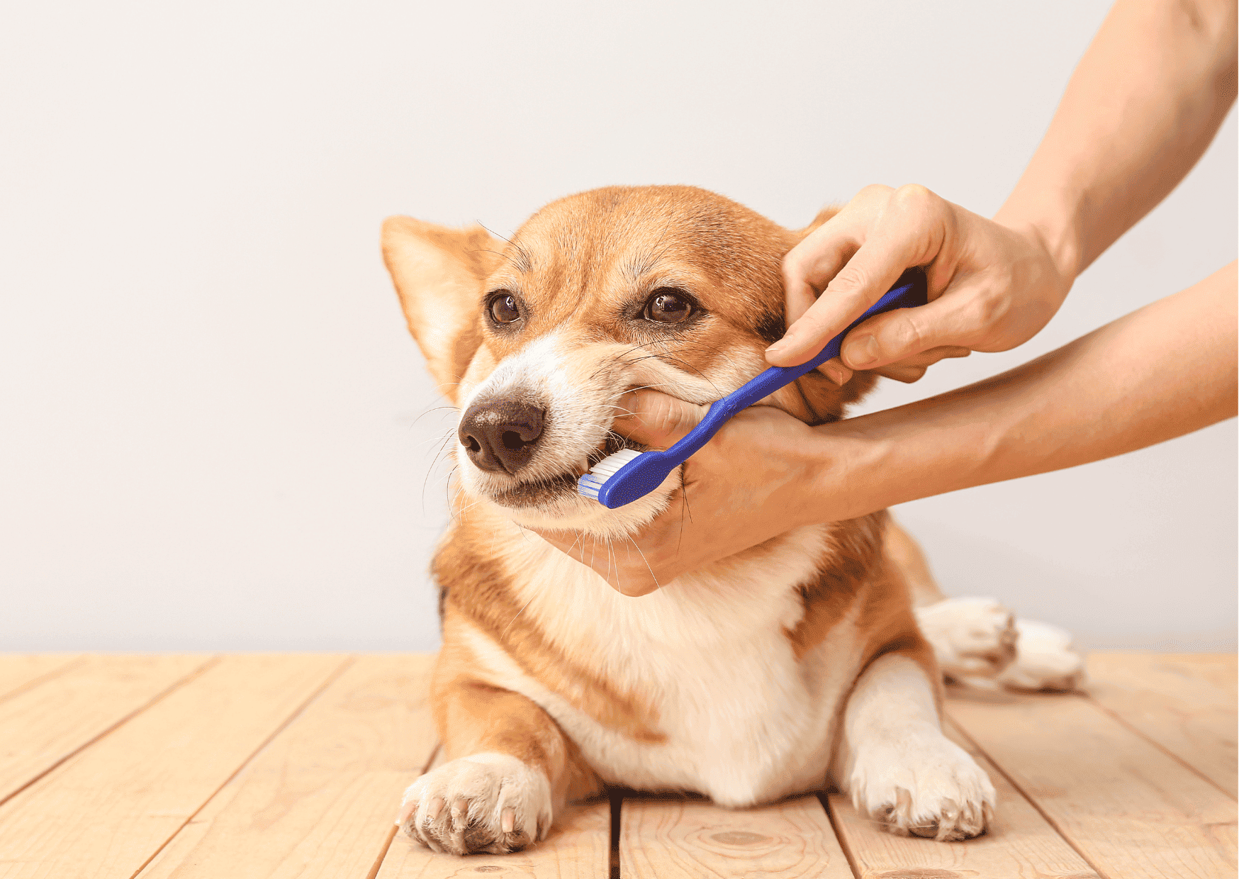 麻酔が怖くて歯の治療を迷っている方へ｜犬の歯周病・歯肉炎に“新しい選択肢”