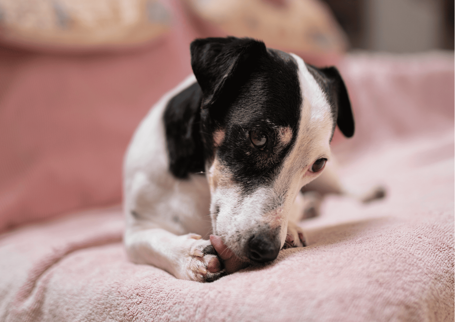 犬が「足先」をずっと舐める・噛む理由と対策