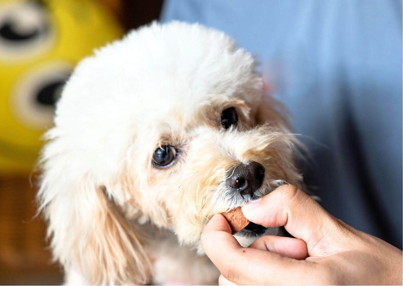  愛犬の健康を守るために｜フィラリアの予防について